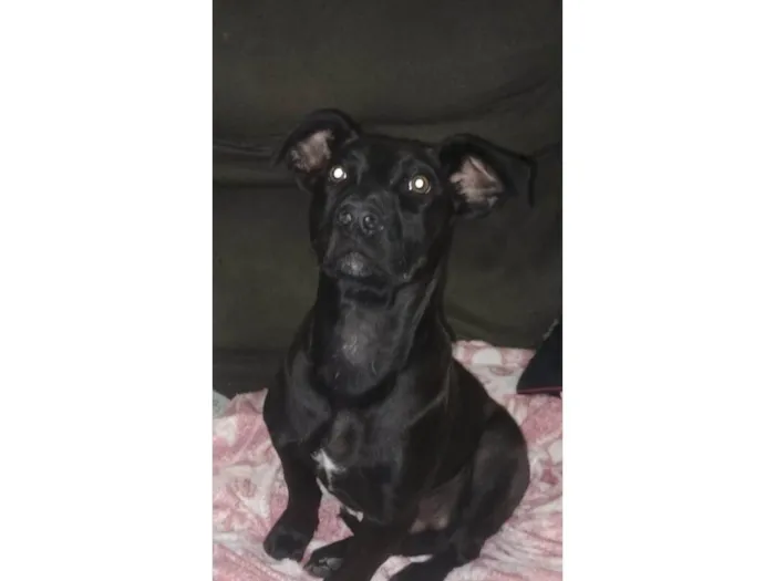 Cachorro ra a SRD-ViraLata idade 2 a 6 meses nome Black 