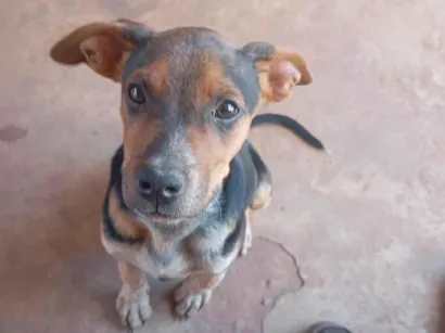 Cachorro raça SRD-ViraLata idade 2 a 6 meses nome Snup