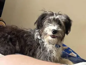 Cachorro raça SRD-ViraLata idade 1 ano nome Lola
