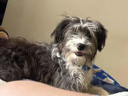 Cachorro raça SRD-ViraLata idade 1 ano nome Lola