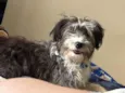 Lola