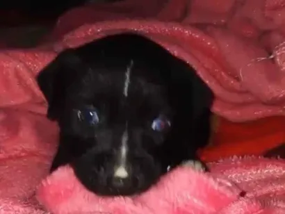 Cachorro raça SRD-ViraLata idade Abaixo de 2 meses nome Tito