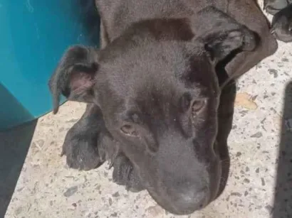 Cachorro raça SRD-ViraLata idade 2 a 6 meses nome Black 