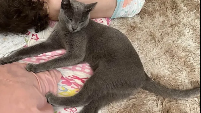 Gato ra a SRD-ViraLata idade 1 ano nome Lua
