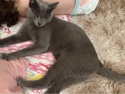 Gato raça SRD-ViraLata idade 1 ano nome Lua