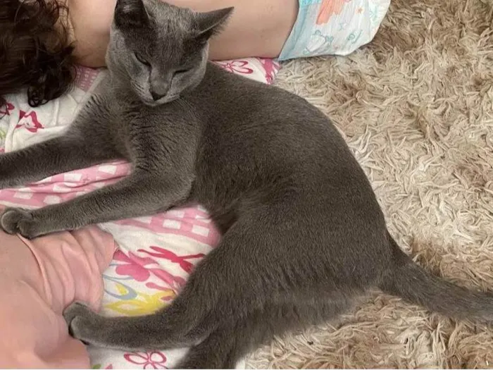 Gato ra a SRD-ViraLata idade 1 ano nome Lua