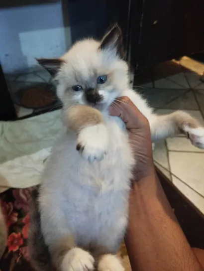 Gato raça Siamês idade 2 a 6 meses nome Não tem nome