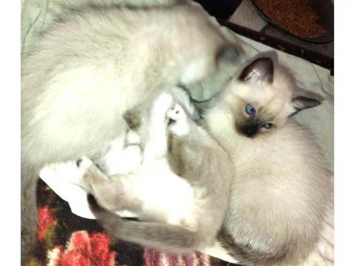 Gato ra a Siamês idade 2 a 6 meses nome Não tem nome