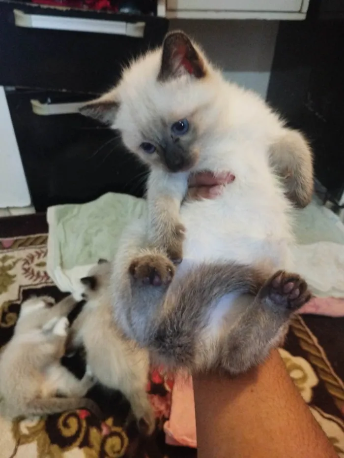 Gato ra a Siamês idade 2 a 6 meses nome Não tem nome