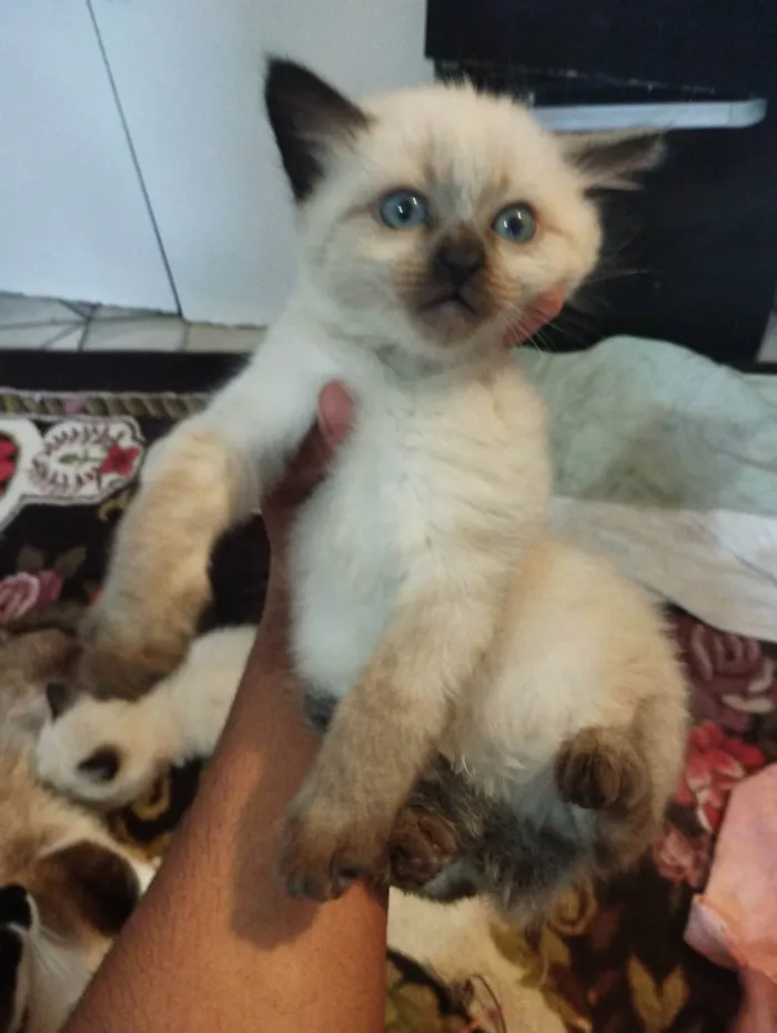 Gato ra a Siamês idade 2 a 6 meses nome Não tem nome