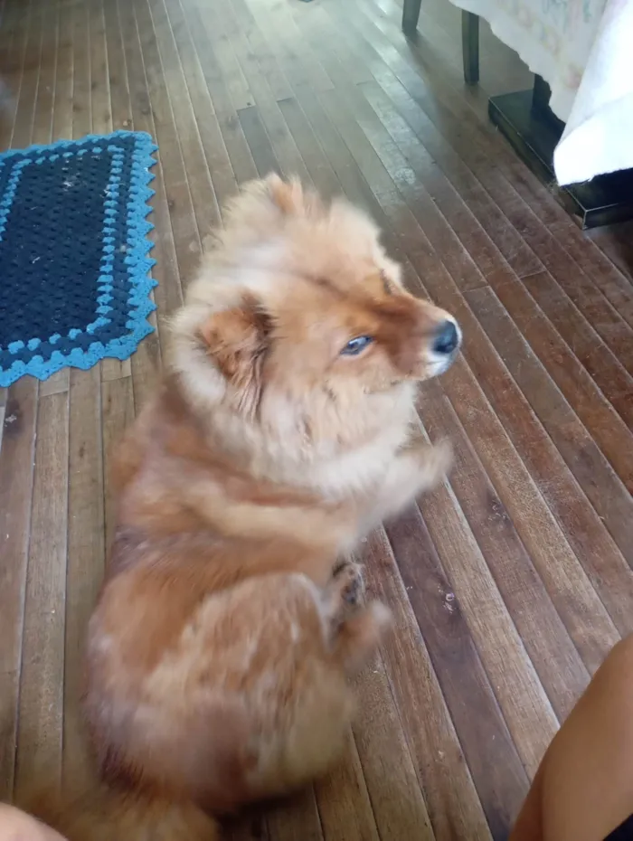 Cachorro ra a Chow Chow idade 7 a 11 meses nome Madona