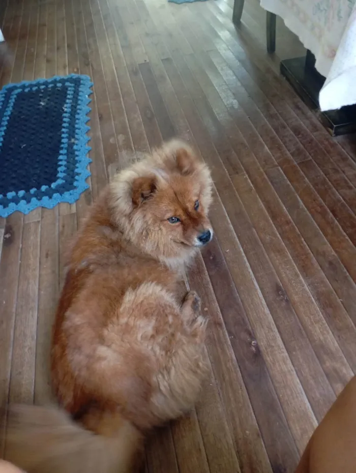 Cachorro ra a Chow Chow idade 7 a 11 meses nome Madona
