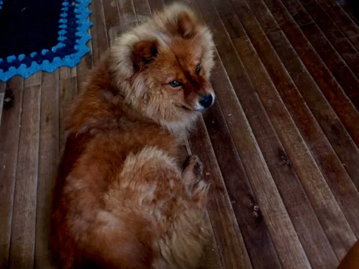 Cachorro ra a Chow Chow idade 7 a 11 meses nome Madona