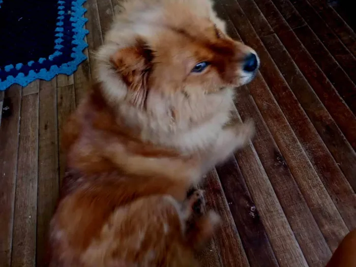 Cachorro ra a Chow Chow idade 7 a 11 meses nome Madona