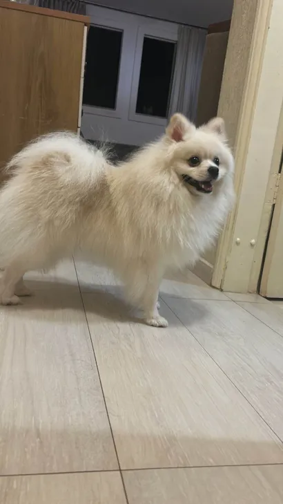 Cachorro raça Spitz Almeão idade 1 ano nome Lulu da Pomerânia