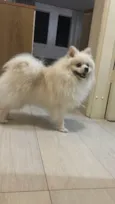 Lulu da Pomerânia
