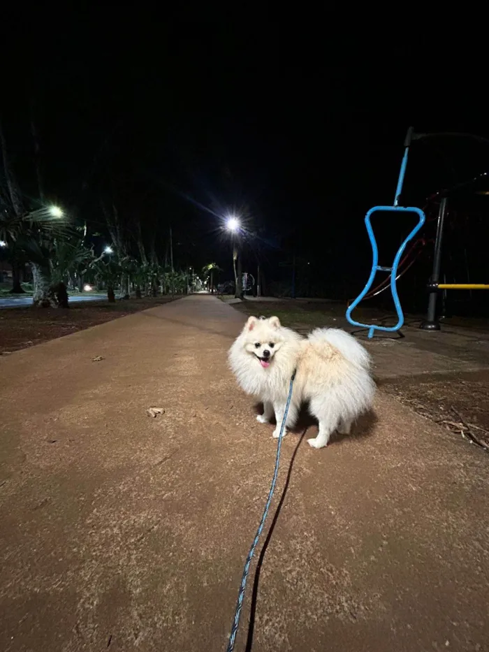 Cachorro ra a Spitz Almeão idade 1 ano nome Lulu da Pomerânia