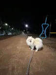 Lulu da Pomerânia