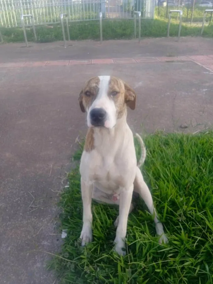 Cachorro ra a SRD-ViraLata idade 1 ano nome Zulu
