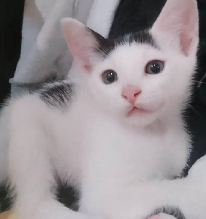 Gato ra a SRD-ViraLata idade 2 a 6 meses nome Princesa / Polly / Pucca 
