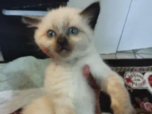 Gato raça Siamês idade 2 a 6 meses nome Não tem nome