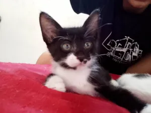 Gato raça SRD-ViraLata idade 2 a 6 meses nome Princesa / Polly / Pucca 