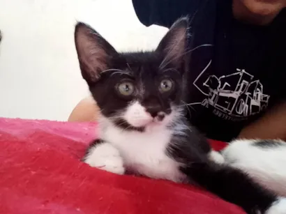 Gato raça SRD-ViraLata idade 2 a 6 meses nome Princesa / Polly / Pucca 