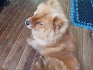Cachorro raça Chow Chow idade 7 a 11 meses nome Madona