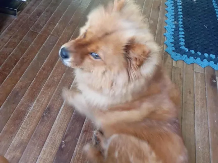 Cachorro ra a Chow Chow idade 7 a 11 meses nome Madona