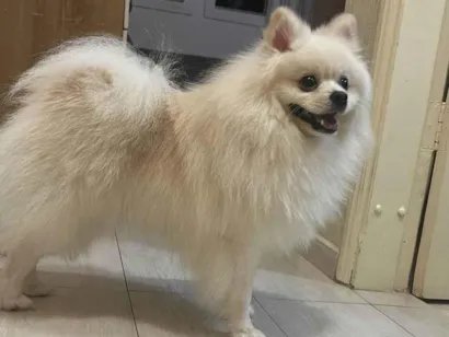 Cachorro raça Spitz Almeão idade 1 ano nome Lulu da Pomerânia