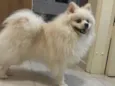 Lulu da Pomerânia