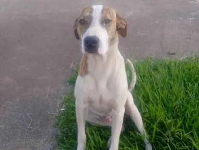Cachorro raça SRD-ViraLata idade 1 ano nome Zulu