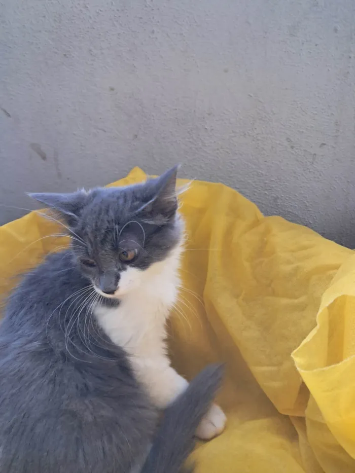 Gato ra a SRD-ViraLata idade 2 a 6 meses nome Laura