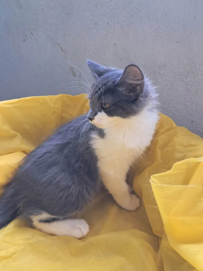 Gato ra a SRD-ViraLata idade 2 a 6 meses nome Laura