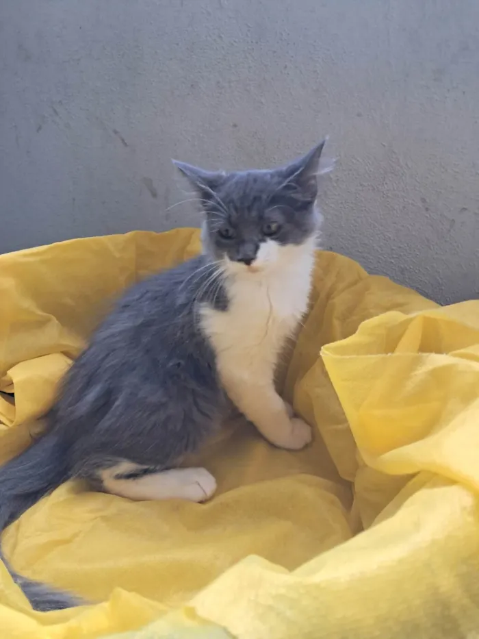 Gato ra a SRD-ViraLata idade 2 a 6 meses nome Laura