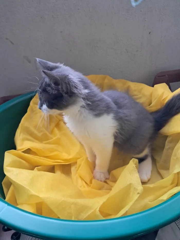 Gato ra a SRD-ViraLata idade 2 a 6 meses nome Laura