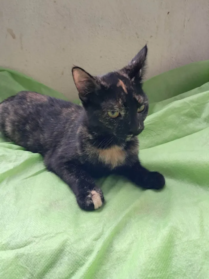 Gato ra a SRD-ViraLata idade 2 a 6 meses nome Maya