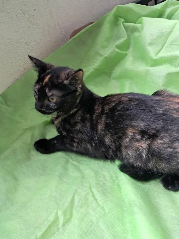 Gato ra a SRD-ViraLata idade 2 a 6 meses nome Maya