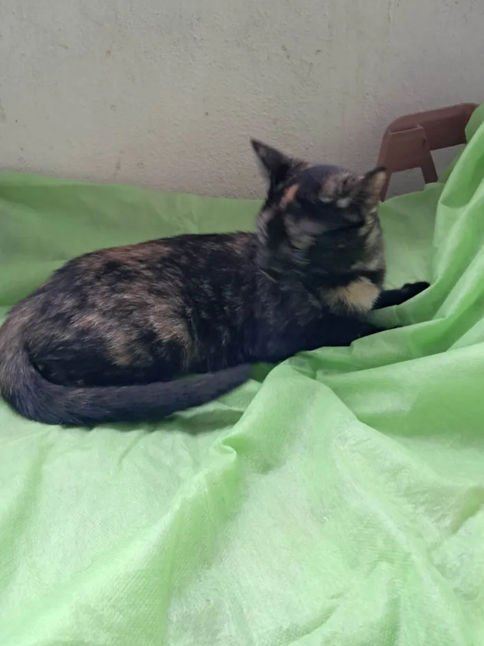 Gato ra a SRD-ViraLata idade 2 a 6 meses nome Maya