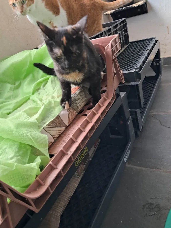 Gato ra a SRD-ViraLata idade 2 a 6 meses nome Maya