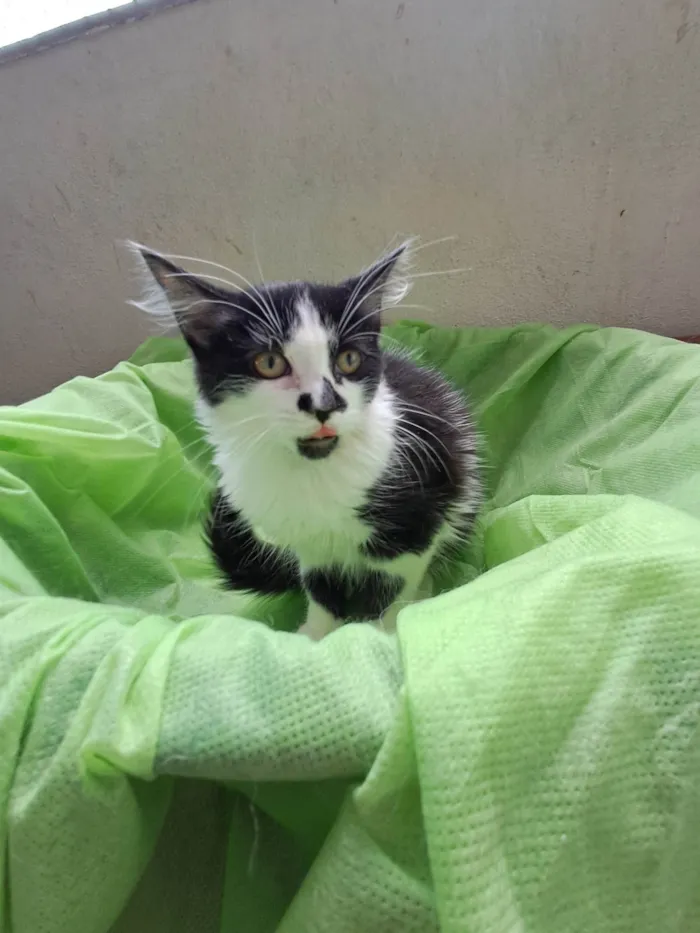 Gato ra a SRD-ViraLata idade 2 a 6 meses nome Lia