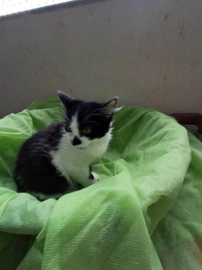 Gato ra a SRD-ViraLata idade 2 a 6 meses nome Lia