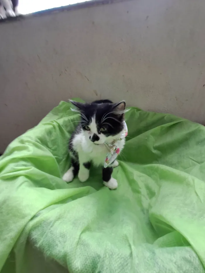 Gato ra a SRD-ViraLata idade 2 a 6 meses nome Lia