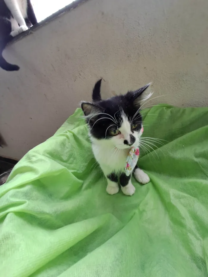 Gato ra a SRD-ViraLata idade 2 a 6 meses nome Lia