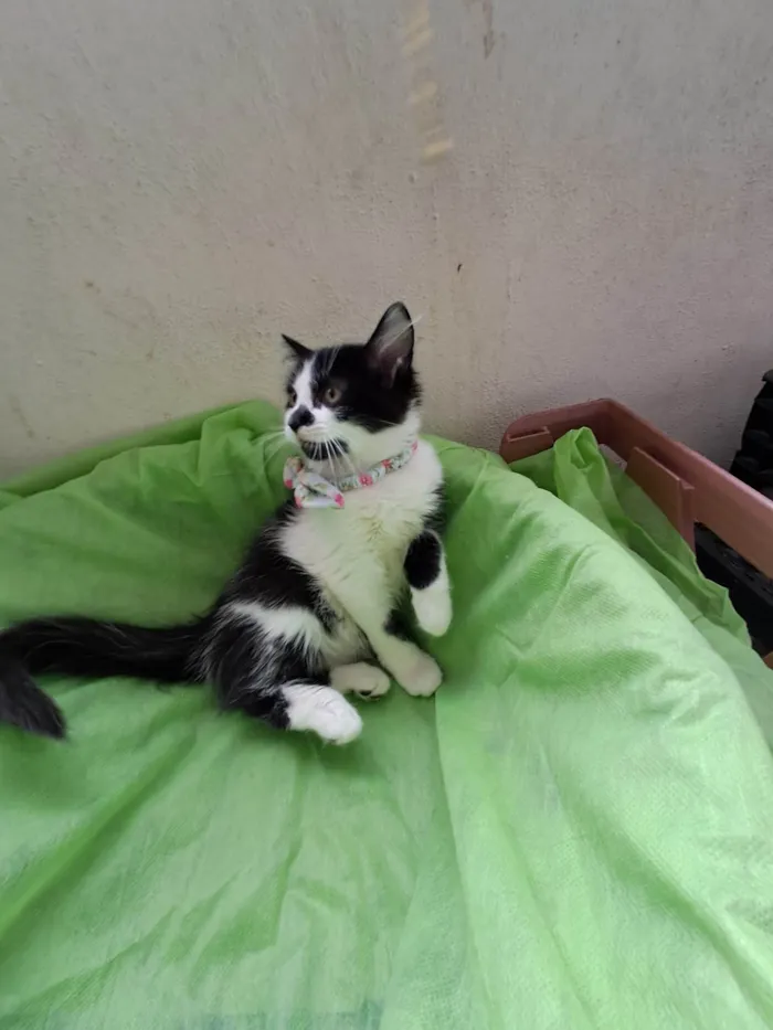 Gato ra a SRD-ViraLata idade 2 a 6 meses nome Lia