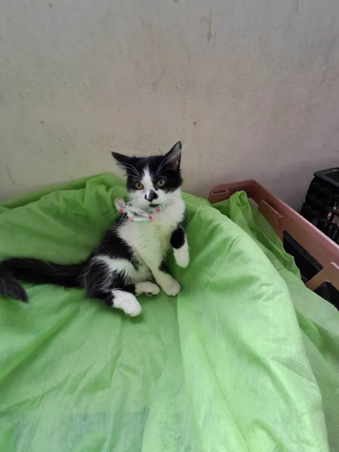 Gato ra a SRD-ViraLata idade 2 a 6 meses nome Lia