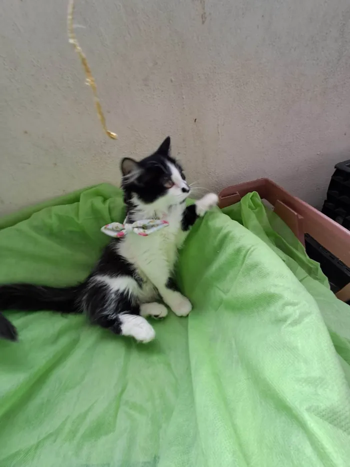 Gato ra a SRD-ViraLata idade 2 a 6 meses nome Lia