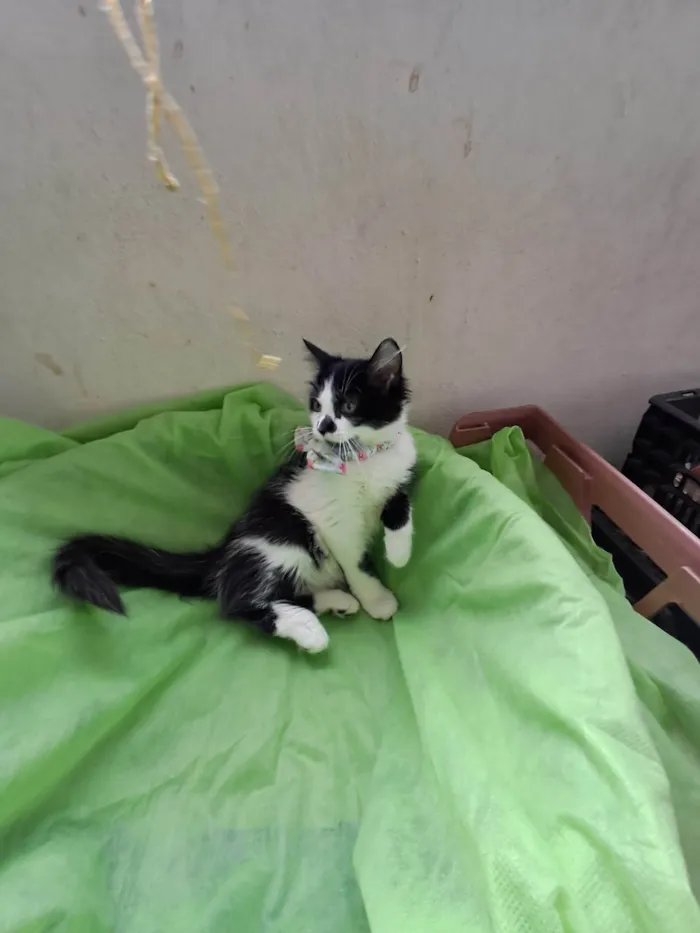 Gato ra a SRD-ViraLata idade 2 a 6 meses nome Lia