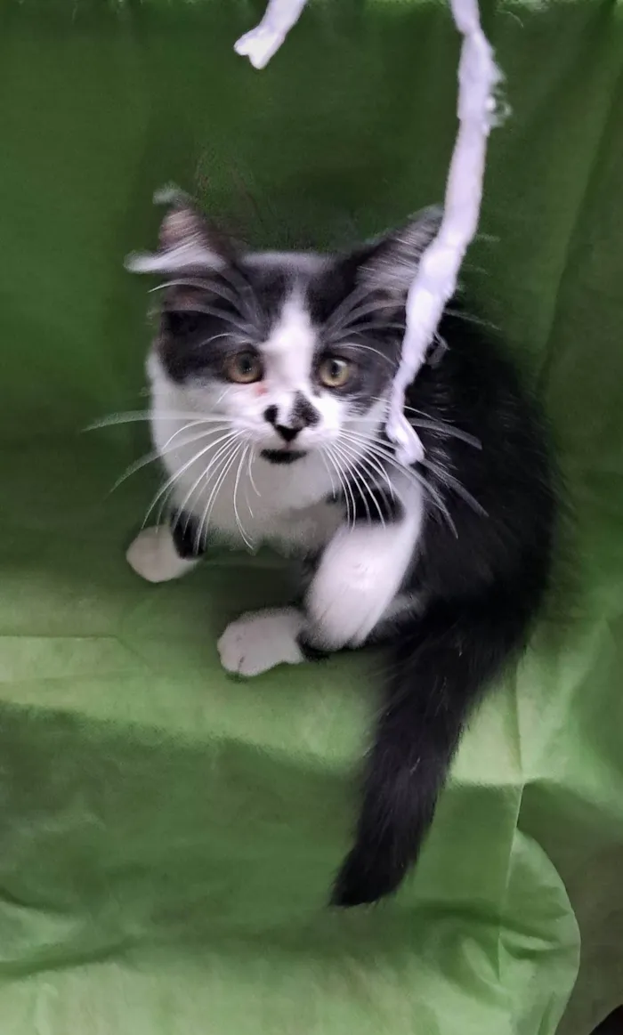 Gato ra a SRD-ViraLata idade 2 a 6 meses nome Lia
