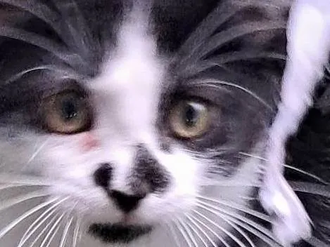 Gato ra a SRD-ViraLata idade 2 a 6 meses nome Lia
